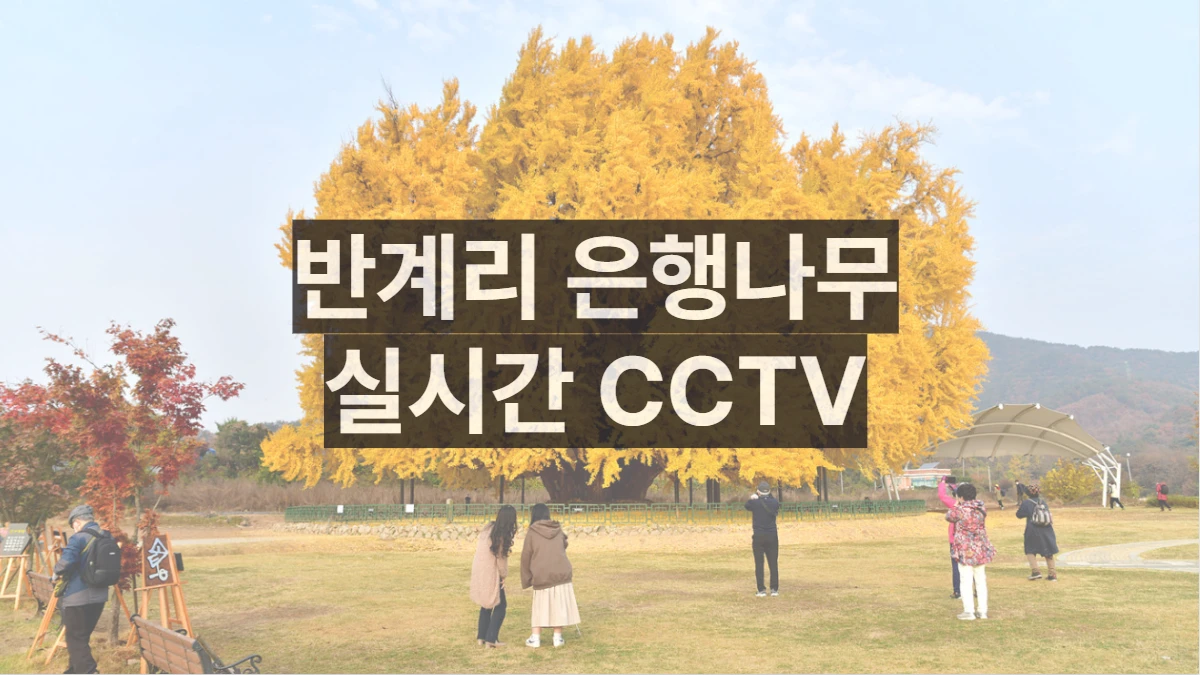 반계리-은행나무-CCTV-실시간-배너