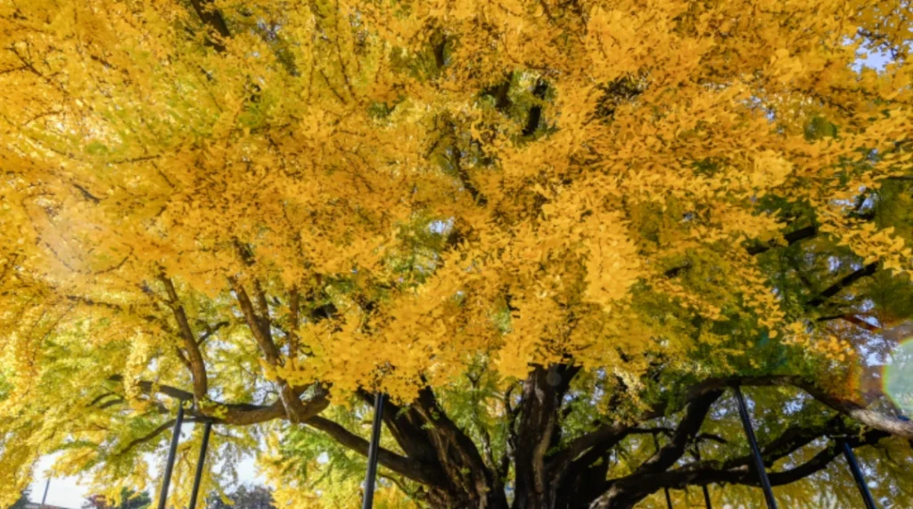 반계리-은행나무-이미지