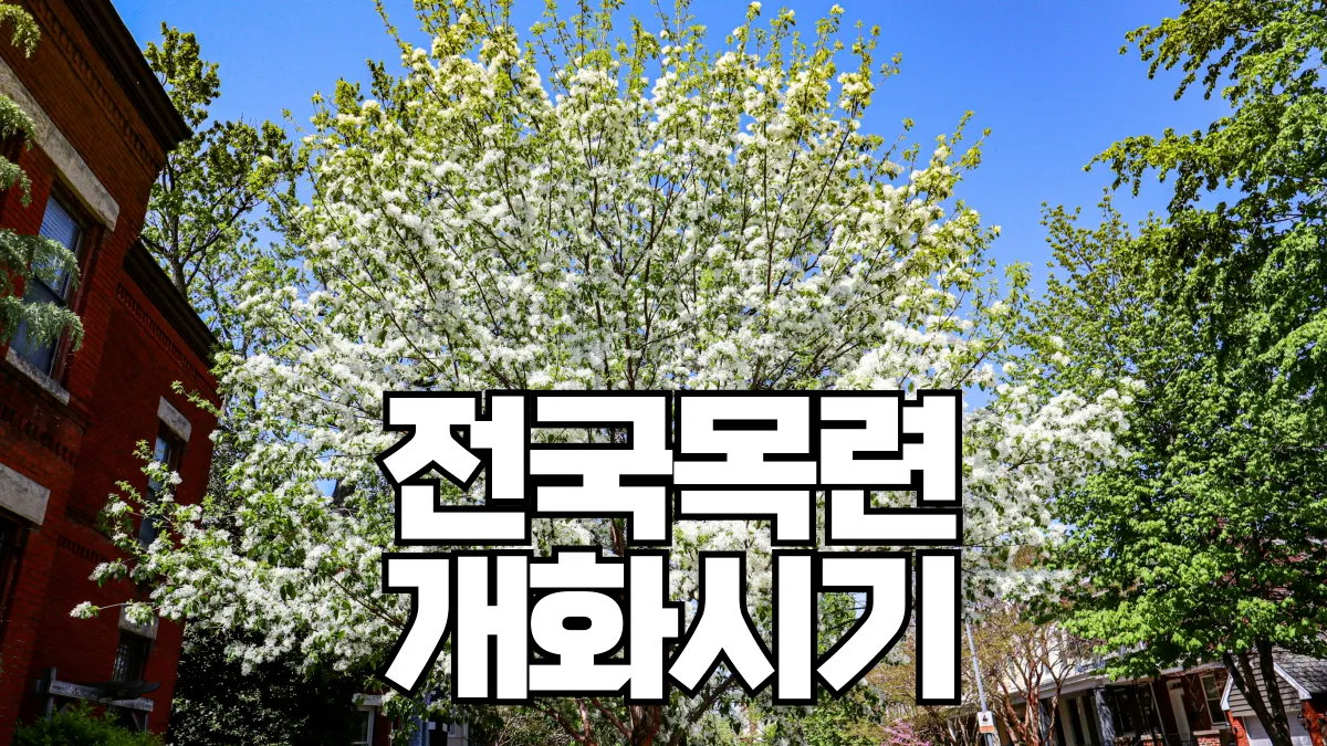 2026년-목련-개화시기-배너