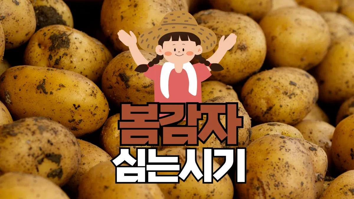 봄감자-심는-시기-배너