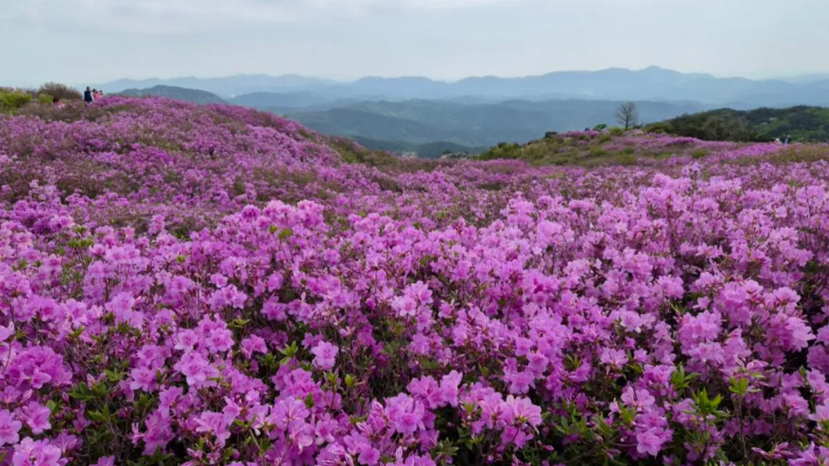 황매산-철쭉-개화시기-배너