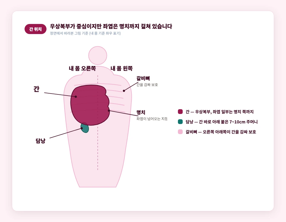 간의 정확한 위치 — 우상복부와 명치까지 걸친 좌엽