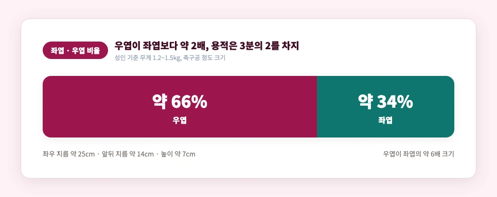 간 좌엽과 우엽의 크기 비율